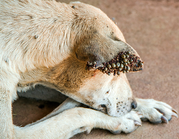 Lorsque les parasites sont très nombreux dans une zone, ils peuvent attaquer massivement les animaux, y compris les animaux domestiques. Lorsque les parasites sont très nombreux dans une zone, ils peuvent attaquer massivement les animaux, y compris les animaux domestiques.