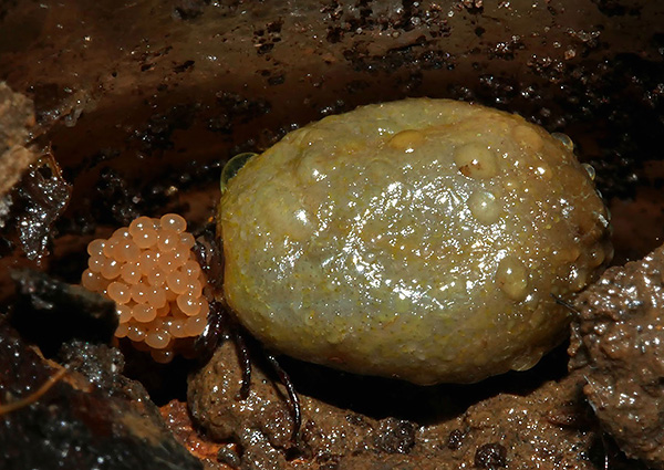 La femelle de la tique gorgée de sang pond ses œufs dans la litière forestière humide. La femelle de la tique gorgée de sang pond ses œufs dans la litière forestière humide.