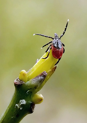Sur la première paire de pattes du parasite se trouvent les organes de détection chimique. Sur la première paire de pattes du parasite se trouvent les organes de détection chimique.