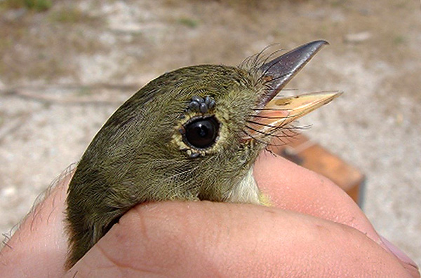 Les larves d'Ixodes ricinus se nourrissent activement sur les oiseaux et les petits rongeurs. Les larves d'Ixodes ricinus se nourrissent activement sur les oiseaux et les petits rongeurs.