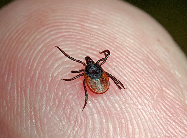 Ixodes ricinus (femelle) Ixodes ricinus (femelle)
