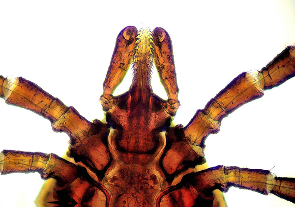 Appareil buccal de la tique du chien au microscope. Appareil buccal de la tique du chien au microscope.
