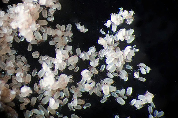 Accumulation d'acariens domestiques