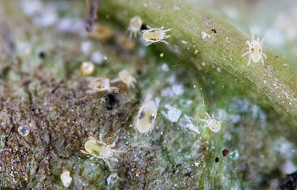 Tétranyques sur une plante