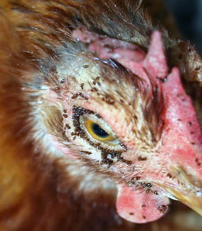 L'abondance des acariens des poules dans un poulailler peut entraîner la mortalité des oiseaux.