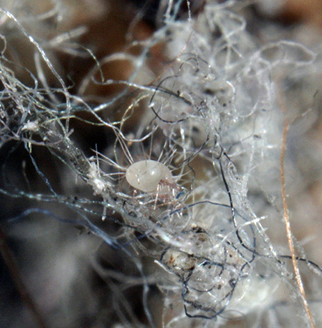 Acarien velu Glycyphagus domesticus