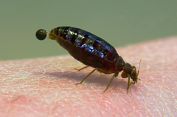 Pendant la saturation en sang, l'abdomen du parasite s'allonge et gonfle.