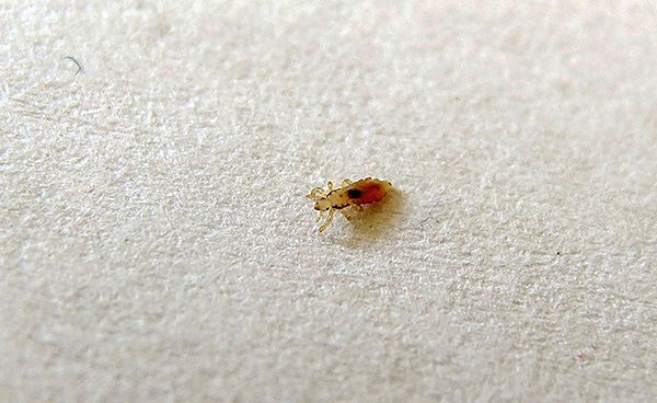 Pou de tête (c'est aussi un parasite hématophage)