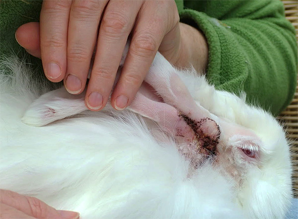 Les lapins sont très sensibles à l'otodectose. Les lapins sont très sensibles à l'otodectose.