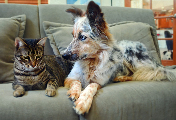 En plus de traiter votre animal contre l'otodectose, il est également important de traiter tout l'appartement. En plus de traiter votre animal contre l'otodectose, il est également important de traiter tout l'appartement.