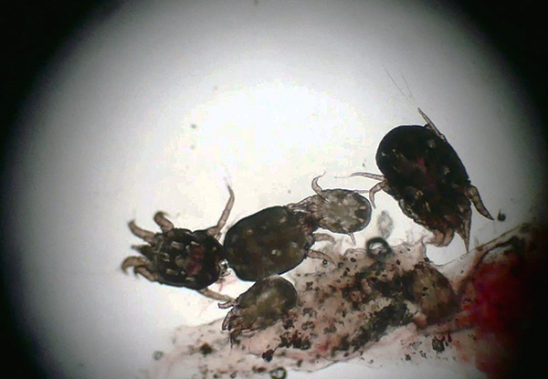 Les acariens responsables de la gale auriculaire sont des parasites typiques. Les acariens responsables de la gale auriculaire sont des parasites typiques.