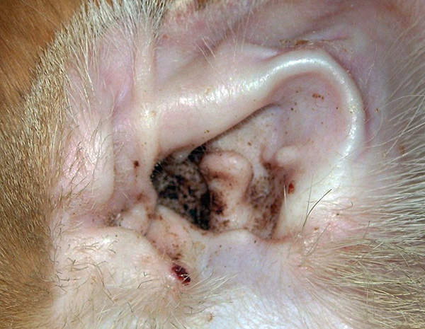 Les écoulements auriculaires d'un animal de compagnie atteint d'otodectose peuvent provoquer des réactions allergiques chez l'homme. Les écoulements auriculaires d'un animal de compagnie atteint d'otodectose peuvent provoquer des réactions allergiques chez l'homme.