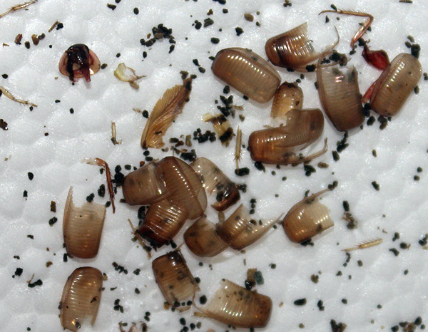 L'allergie peut également se développer en réaction aux résidus de cuticules chitineuses de divers insectes, par exemple les blattes. L'allergie peut également se développer en réaction aux résidus de cuticules chitineuses de divers insectes, par exemple les blattes.
