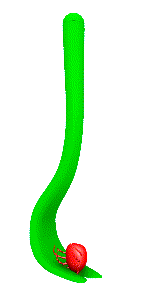 Lorsque vous tournez la tique, ne la tirez pas de la peau, car cela risquerait d'arracher la tête du parasite. Lorsque vous tournez la tique, ne la tirez pas de la peau, car cela risquerait d'arracher la tête du parasite.
