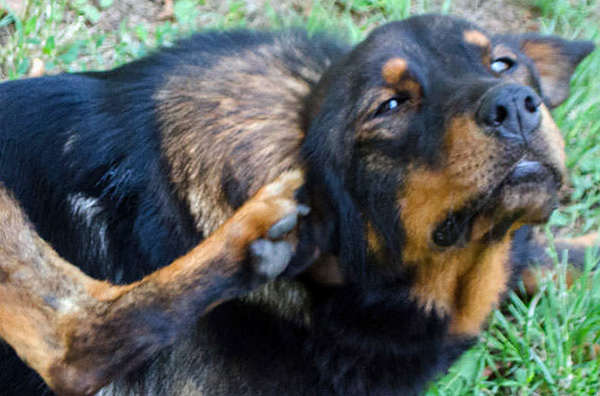 En l'absence de traitement, l'otodectose peut finalement entraîner la mort du chien.