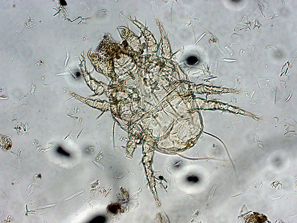 Acarien Otodectes cynotis