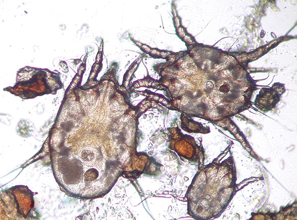 La taille d'un adulte ne dépasse pas 0,3 mm, il est donc assez difficile de distinguer le parasite à l'œil nu.
