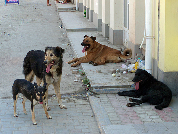 La contamination par l'acarien auriculaire survient souvent lors des contacts du chien avec des animaux errants.