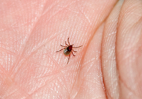 Voyons s'il est pertinent de se faire vacciner contre l'encéphalite à tiques et quels vaccins existent aujourd'hui sur le marché... Voyons s'il est pertinent de se faire vacciner contre l'encéphalite à tiques et quels vaccins existent aujourd'hui sur le marché...