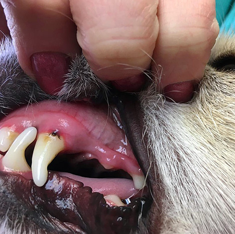Tique fixée à la gencive du chien Tique fixée à la gencive du chien