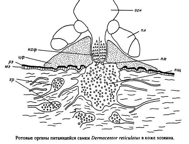 Les tiques de certaines espèces retirent leur rostre de la plaie, se nourrissant du sang et de l'infiltrat inflammatoire qui s'écoulent. Les tiques de certaines espèces retirent leur rostre de la plaie, se nourrissant du sang et de l'infiltrat inflammatoire qui s'écoulent.