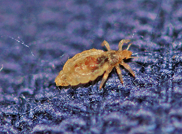 Ces parasites hématophages peuvent transmettre des maladies mortelles pour l'homme. Ces parasites hématophages peuvent transmettre des maladies mortelles pour l'homme.