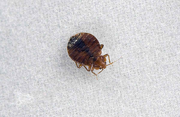 Les punaises de lit sont des ectoparasites hématophages de l'homme. Les punaises de lit sont des ectoparasites hématophages de l'homme.