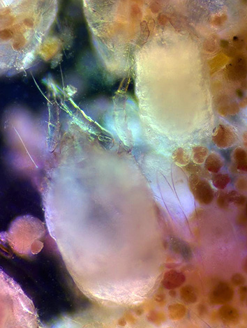 Les excréments de ces arthropodes peuvent provoquer de fortes réactions allergiques chez l'homme. Les excréments de ces arthropodes peuvent provoquer de fortes réactions allergiques chez l'homme.