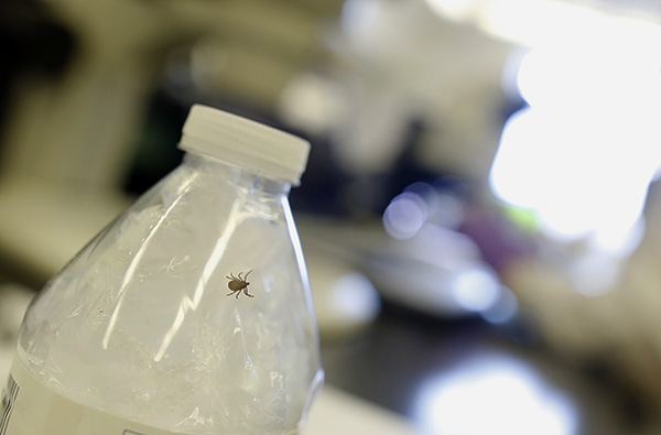 Il est préférable d'apporter une tique entière et vivante pour l'analyse, mais même des fragments du parasite conviennent parfaitement.