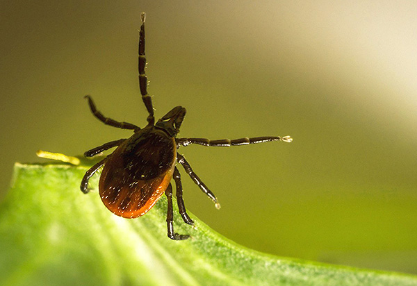 Avec une approche correcte, il est possible de se protéger efficacement des morsures de tiques lors des sorties dans la nature.
