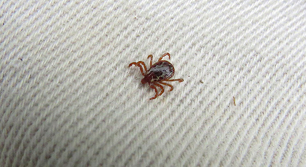 Les tiques ixodides ne mordent pas à travers les vêtements. Les tiques ixodides ne mordent pas à travers les vêtements.