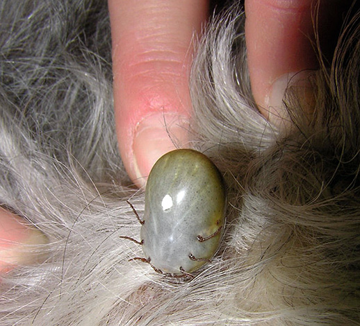 Femelle de tique gorgée de sang dans le pelage d'un chien. Femelle de tique gorgée de sang dans le pelage d'un chien.