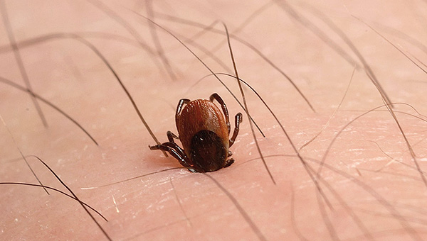 L'infection peut survenir même si la tique vient de se fixer et a été retirée immédiatement après. L'infection peut survenir même si la tique vient de se fixer et a été retirée immédiatement après.
