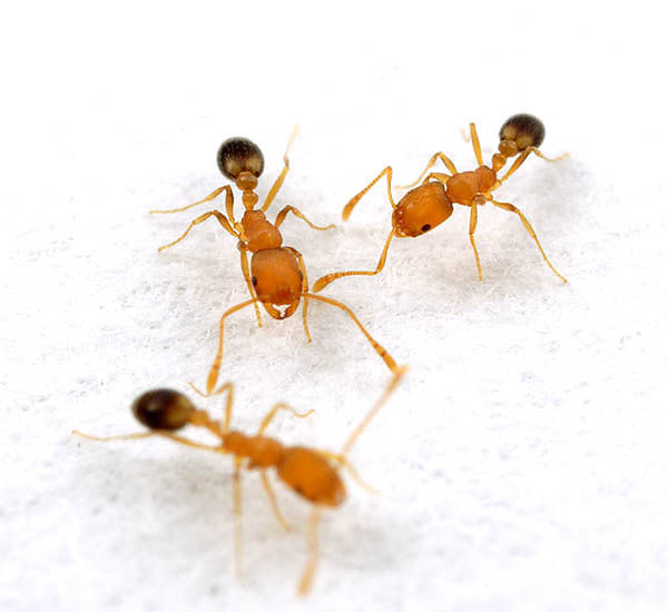 Le gel doit être appliqué dans les endroits de passage fréquent des fourmis.
