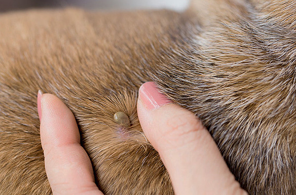 Voyons comment retirer rapidement et en toute sécurité une tique fixée sur un chien...