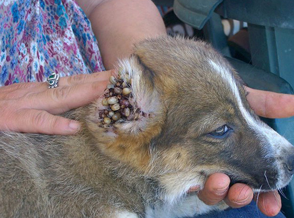 L'endroit de prédilection des tiques chez le chien est l'oreille.