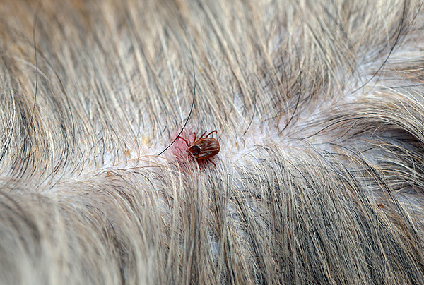 Lors d'un retrait brusque du parasite de la peau, son rostre peut très bien rester dans la plaie.