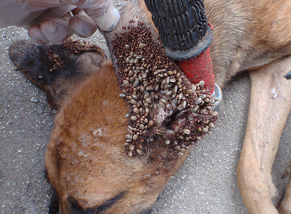 Plus le nombre de tiques ayant piqué le chien est élevé, plus le risque d'infection par une maladie dangereuse est élevé.