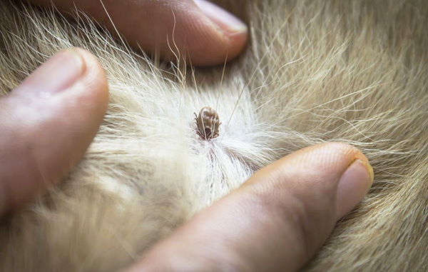 Pendant qu'elle se nourrit de sang, la tique injecte périodiquement des doses de salive dans la plaie, et cette salive peut être infectée.