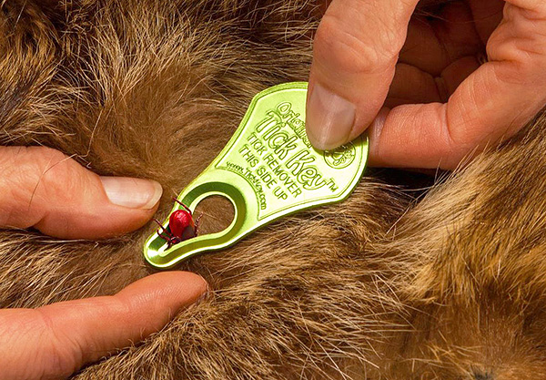 Dispositif de retrait des tiques Tick Key
