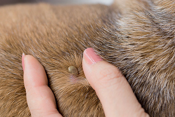 Les morsures de tiques peuvent être mortelles pour les animaux domestiques. Les morsures de tiques peuvent être mortelles pour les animaux domestiques.