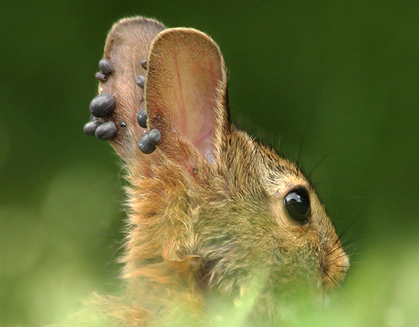 Sur la photo, on voit bien de nombreux parasites gorgés de sang sur les oreilles de l'animal. Sur la photo, on voit bien de nombreux parasites gorgés de sang sur les oreilles de l'animal.
