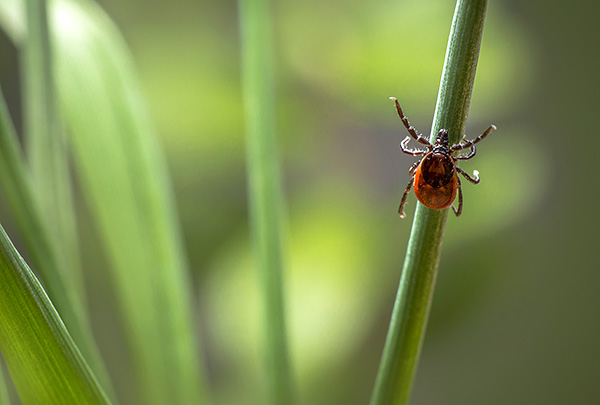 Les tiques hématophages guettent le plus souvent leur victime dans l'herbe ou en se postant sur des arbustes bas. Les tiques hématophages guettent le plus souvent leur victime dans l'herbe ou en se postant sur des arbustes bas.