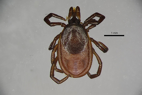 Ixodes persulcatus, femelle Ixodes persulcatus, femelle