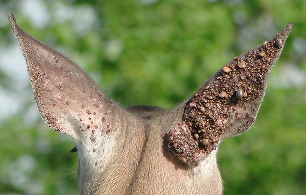De nombreuses tiques hématophages sur l'oreille d'un animal De nombreuses tiques hématophages sur l'oreille d'un animal