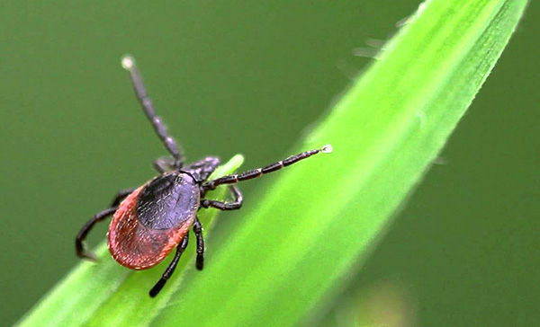 Tique du chien Ixodes ricinus Tique du chien Ixodes ricinus