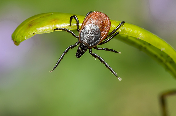 Ixodes Ricinus Ixodes Ricinus