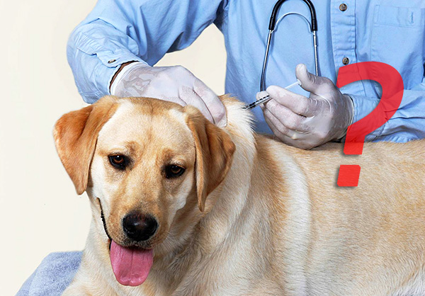 De nombreux spécialistes doutent de l'utilité de la vaccination contre la piroplasmose...