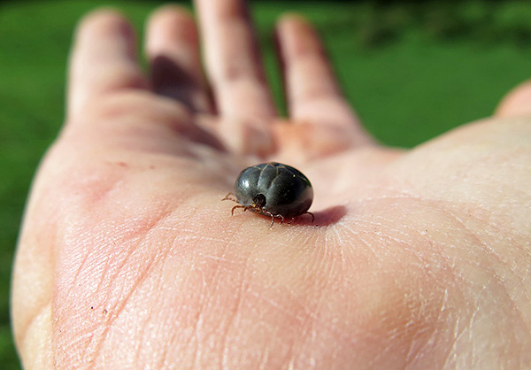 Il est totalement impossible de déterminer, à l'aspect extérieur du parasite, s'il est porteur d'une infection ou non.