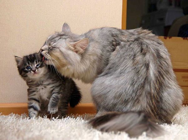 Parfois, un chat infesté par des acariens d'oreille semble en parfaite santé, mais il est en fait un porteur du parasite.
